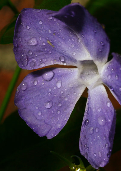 sleet-covered wild blue phlox Phlox divaricata divaricata