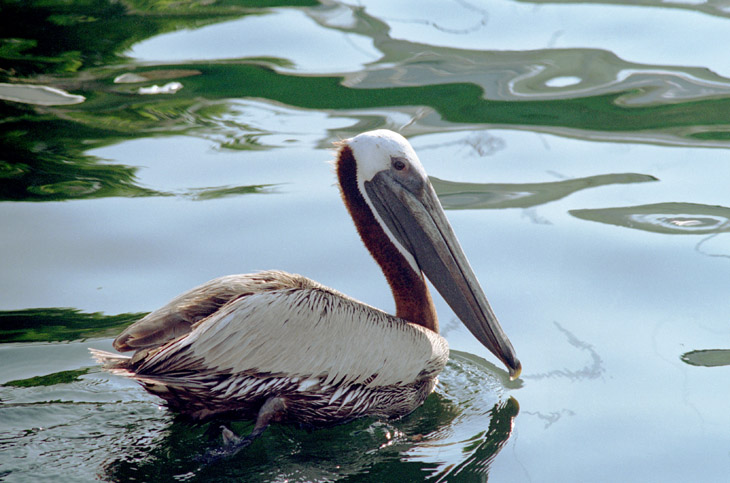 brown pelican Pelecanus occidentalis reluctantly moving aside in a Key Largo harbor