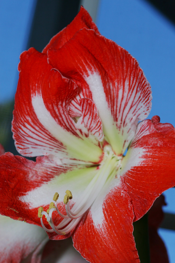 Amaryllis Minerva Hippeastrum minerva blossom