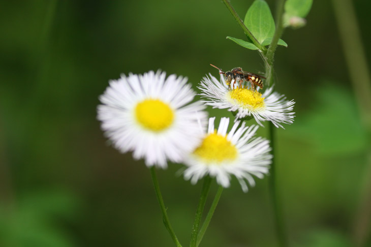 sweat bee on flower cluster