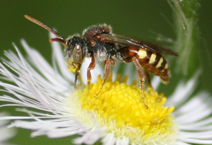 detail inset of sweat bee on flower cluster