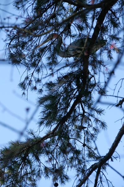 Great blue heron Ardea herodias hiding among longneedle pine branches