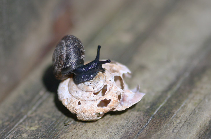 small black snail on decayed snail shell