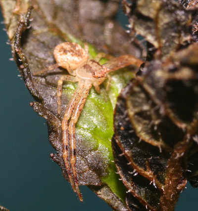 early crab spider Mecaphesa on struggling mint plant