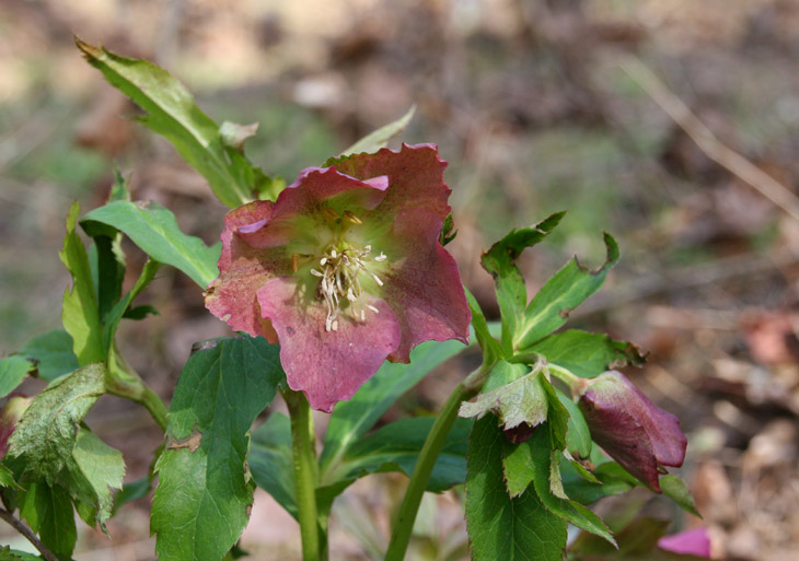 unidentified winter wildflower