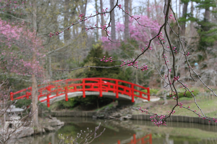 budding redbud branches in foreground of bridge