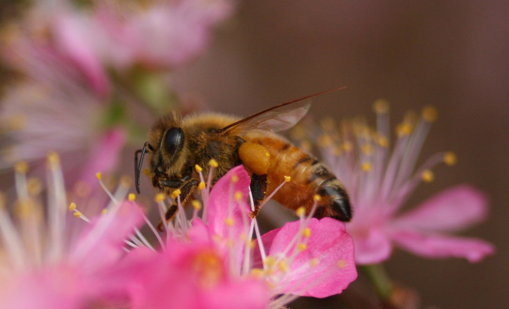 European honeybee Apis mellifera got it going on
