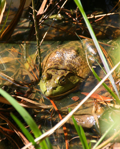 Basking American bullfrog Lithobates catesbeianus