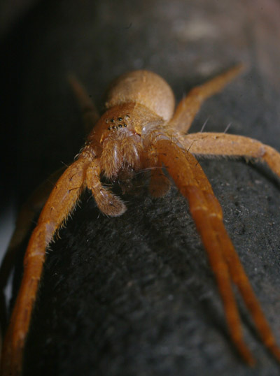 unidentified spider, possibly nursery web Pisaurina mira, consuming meal