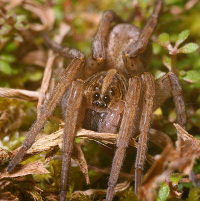 wolf spider Lycosidae caught too far away from its burrow