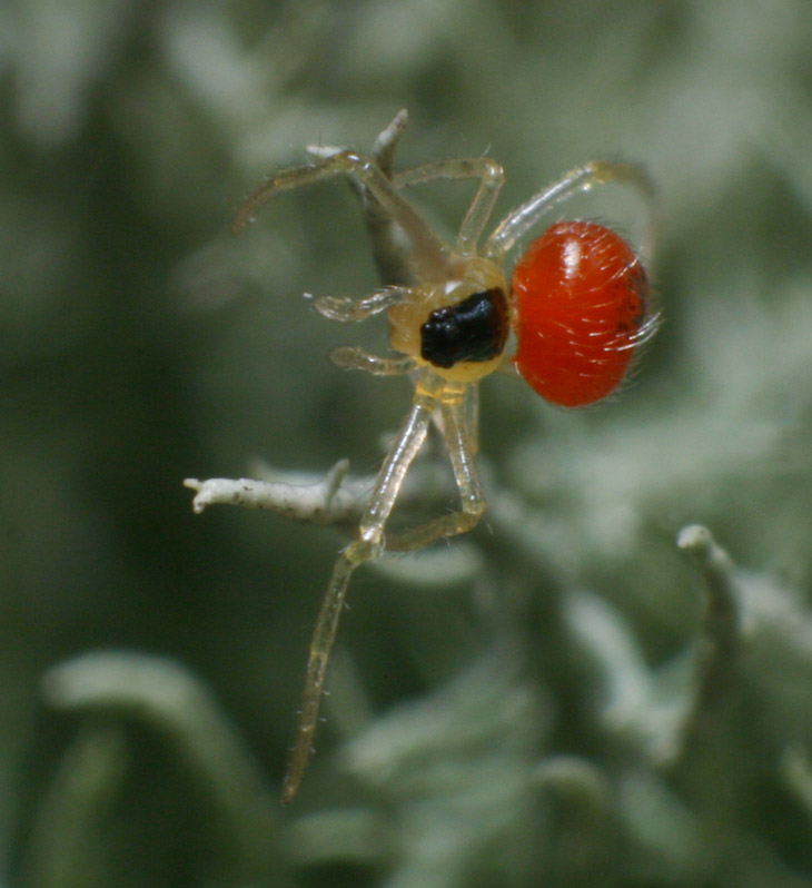 Unidentified minuscule spider doing gymnastics