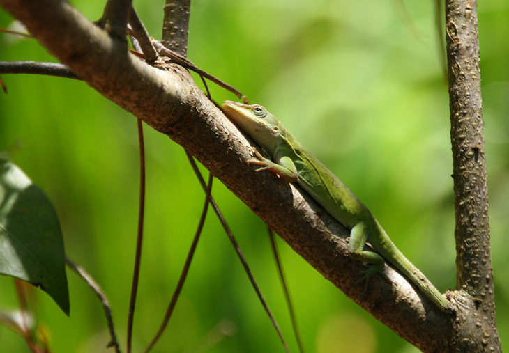 green anole Anolis carolinensis being coy