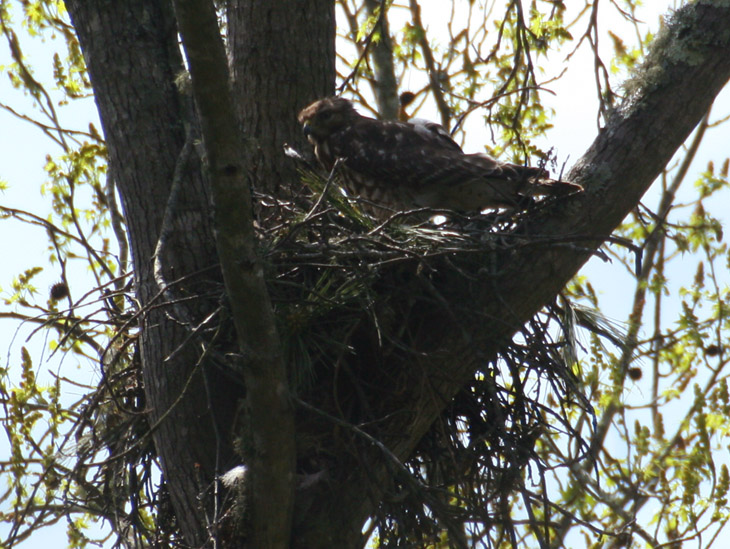 red-shouldered hawk Buteo lineatus sitting on nest