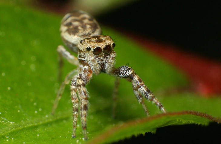 unidentified jumping spider sighting prey