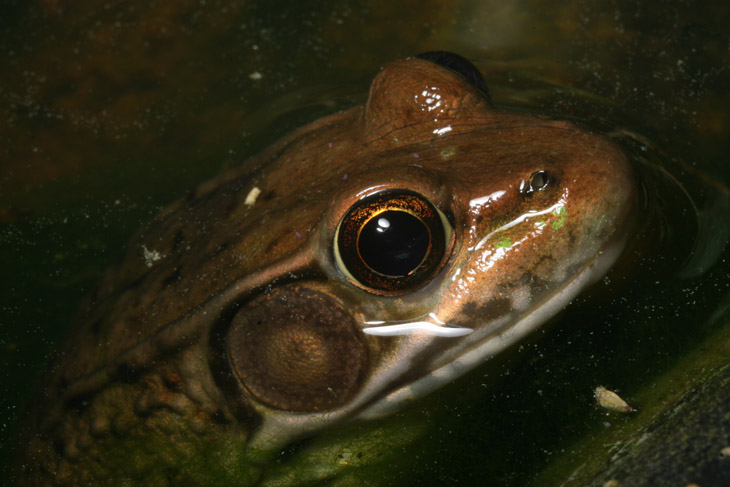 Green frog Lithobates clamitans peering from water surface