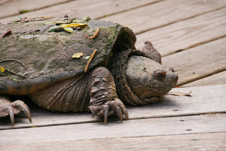 common snapping turtle Chelydra serpentina basking on walkway