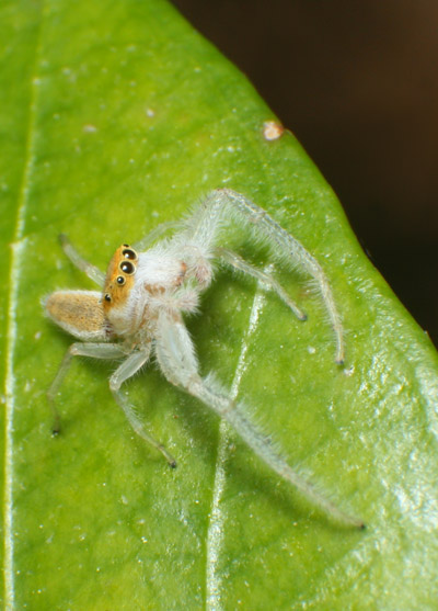 jumping spider Hentzia mitrata warily watching the photographer