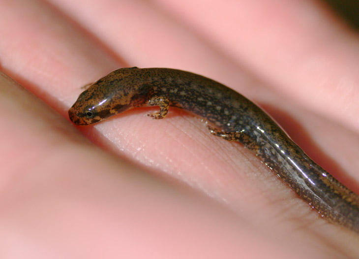 unidentified salamander in palm