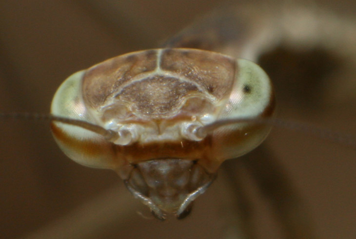 extreme closeup of newborn Chinese mantis Tenodera sinensis
