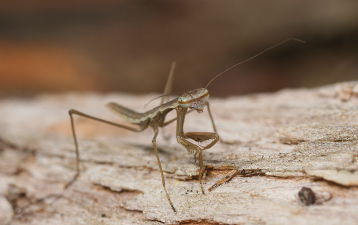 newborn Chinese mantis Tenodera sinensis offering a reluctant pose