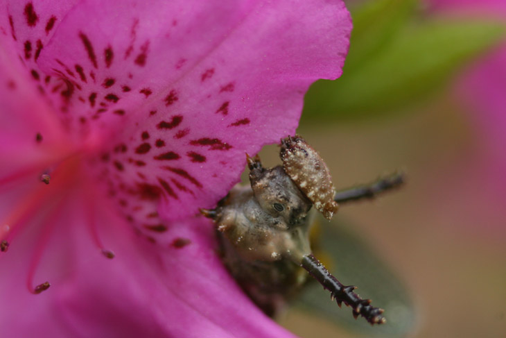 Limenitis larva snacking on azalea bloom