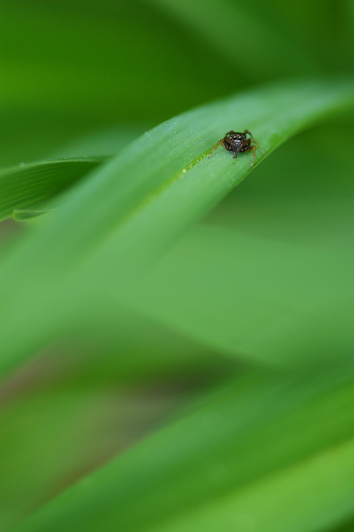 tiny jumping spider salticidae on day lily leaf