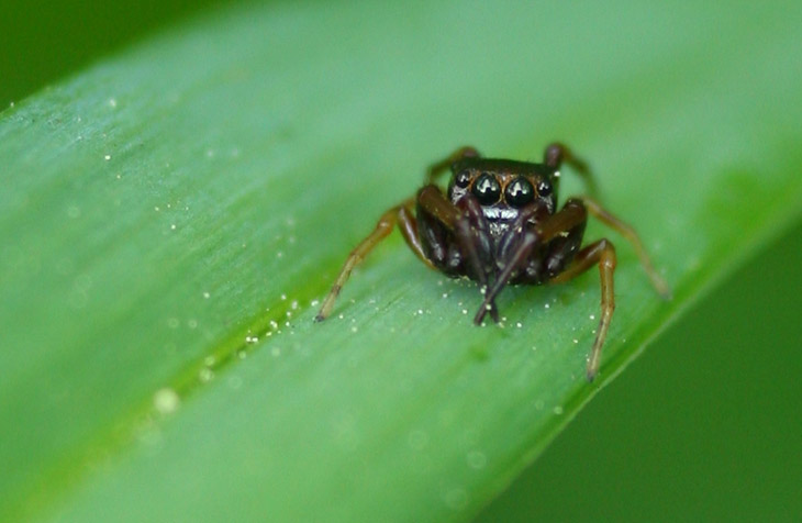 full resolution crop of same frame of jumping spider Salticidae