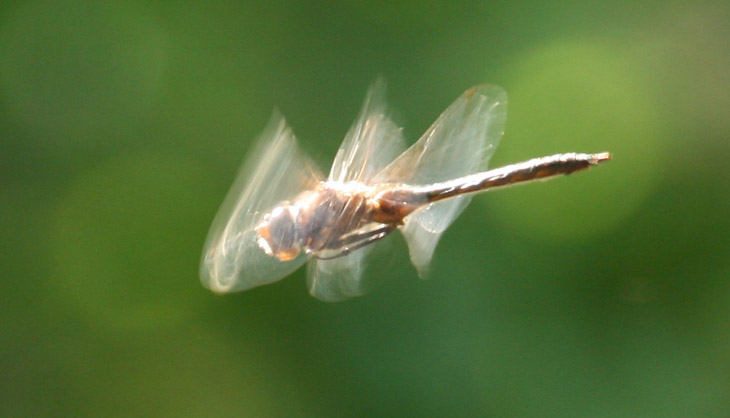 hovering dragonfly