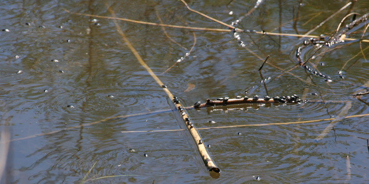 water beetles, possibly Hydrophilidae, basking on twigs