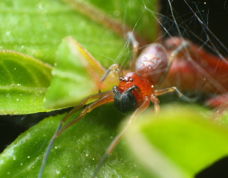 tiny red mesh web spider Dictynidae showing off male privilege