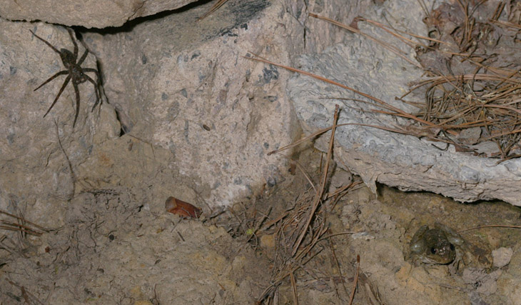 fishing spider Dolomedes tenebrosus and green frog Lithobates clamitans on night vigil