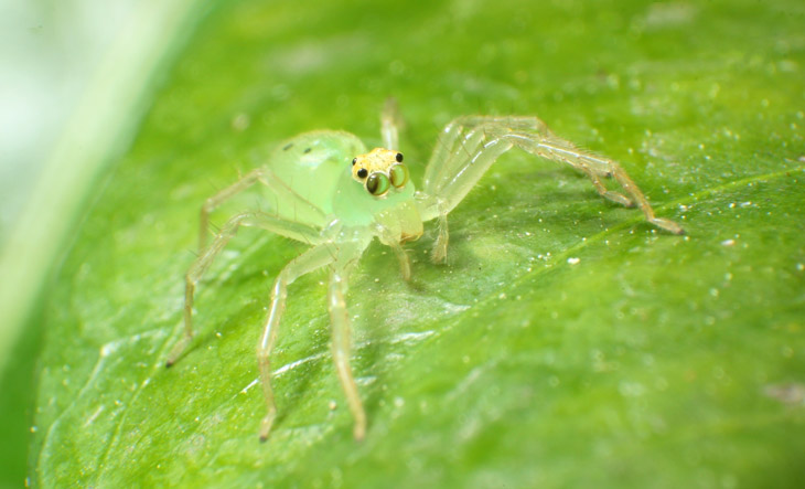 Magnolia green jumping spider Lyssomanes viridis portrait