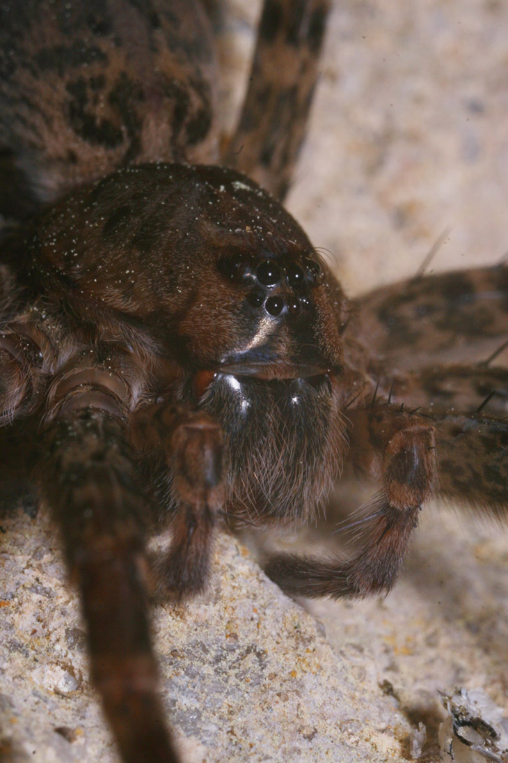 Fishing spider Dolomedes tenebrosus close portrait