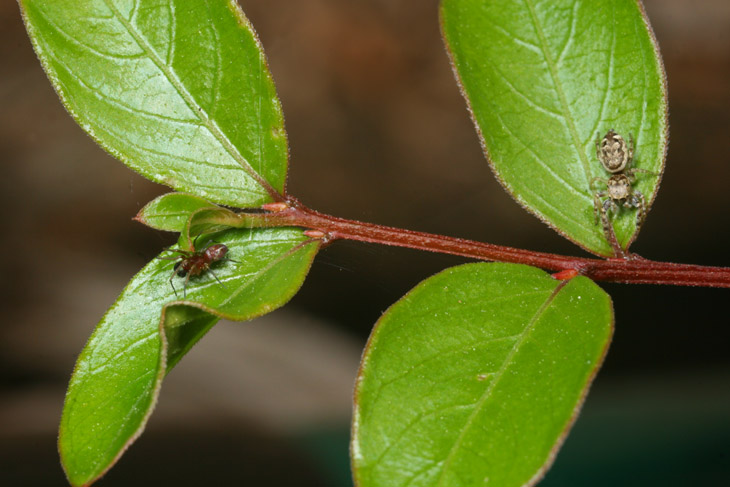 two competing spider species in close proximity