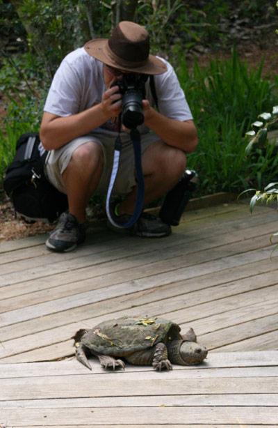 common snapping turtle Chelydra serpentina being harassed by paparazzi human Homo sapiens