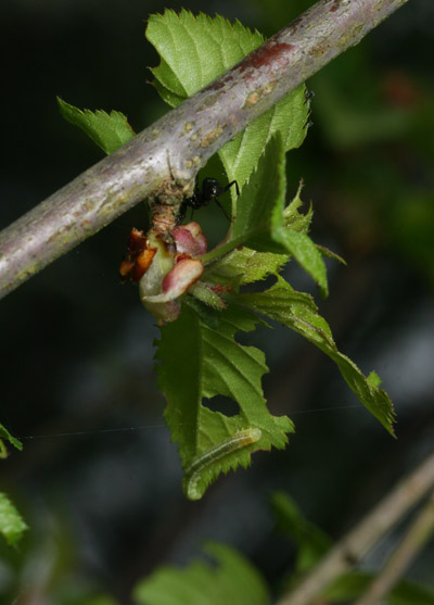 unidentified inchworm about to be discovered by black ant