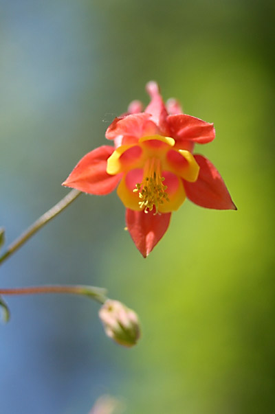 columbine Aquilegia canadensis shot from beneath