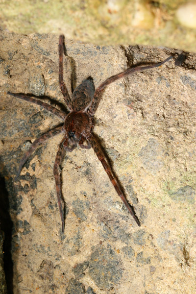 Fishing spider Dolomedes tenebrosus missing left middle legs