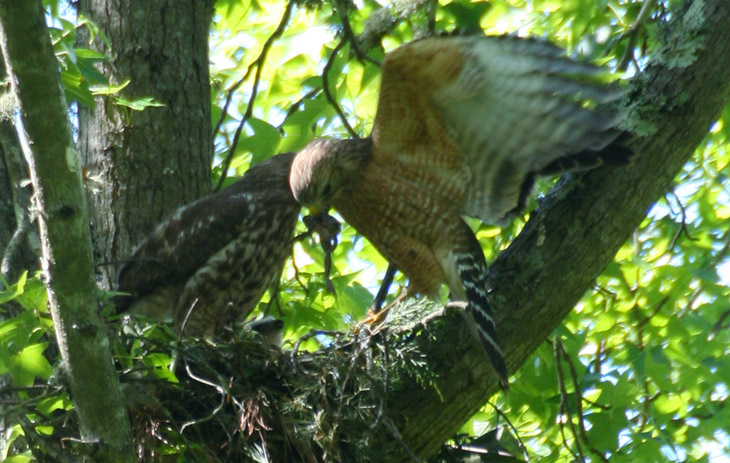 red-shouldered hawk Buteo lineatus pair with frog bounty