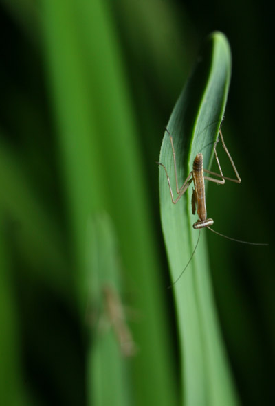 newborn Chinese mantises Tenodera sinensis on day lily leaves