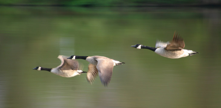 Canada geese Branta canandensis taking flight over pond