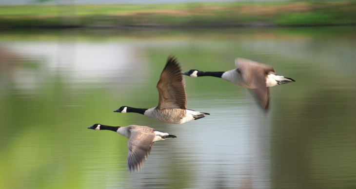 Canada geese Branta canandensis taking flight over pond