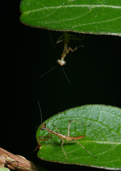 Two Carolina mantises Stagmomantis carolina in curious poses