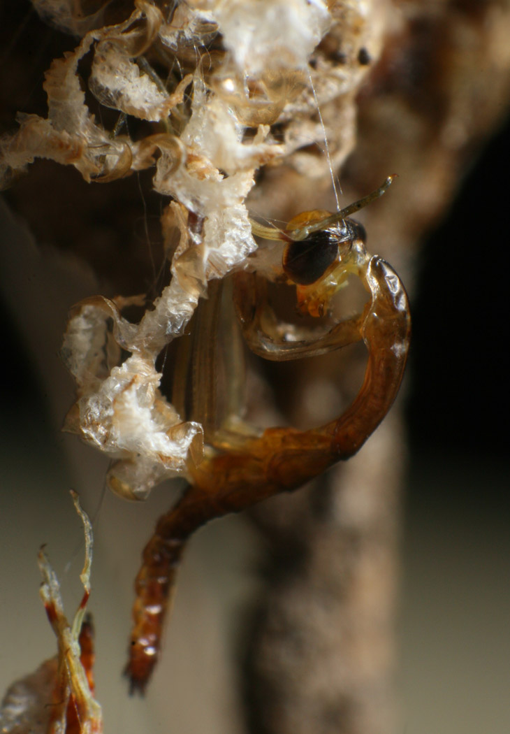 newly emerged Carolina mantis Stagmomantis carolina apparently entangled in threads