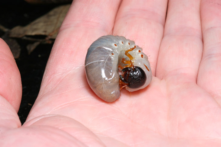 scale photo of grub, possibly patent-leather beetle Odontotaenius disjunctus