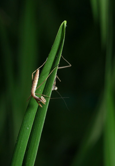 newborn Chinese mantis Tenodera sinensis looking suspiciously at its hidden sibling