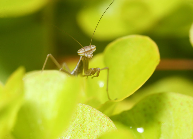 newborn Chinese mantis Tenodera sinensis peeking from creeping jenny plant Lysimachia nummularia ‘Aurea’