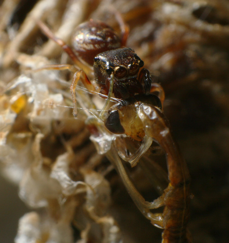 minuscule jumping spider salticidae trying to carry off newly emerged Carolina mantis Stagmomantis carolina