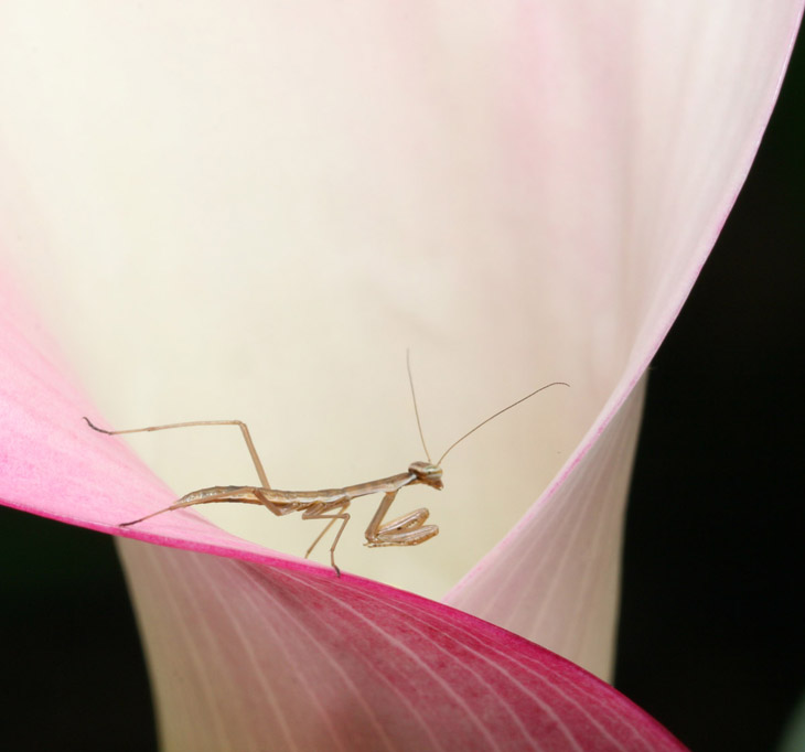 newborn Chinese mantis Tenodera sinensis on calla lily blossom