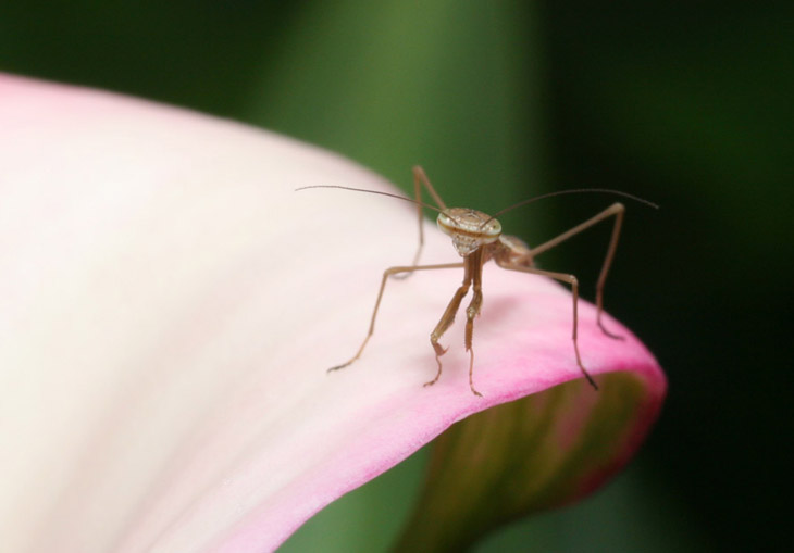 newborn Chinese mantis Tenodera sinensis on calla lily blossom